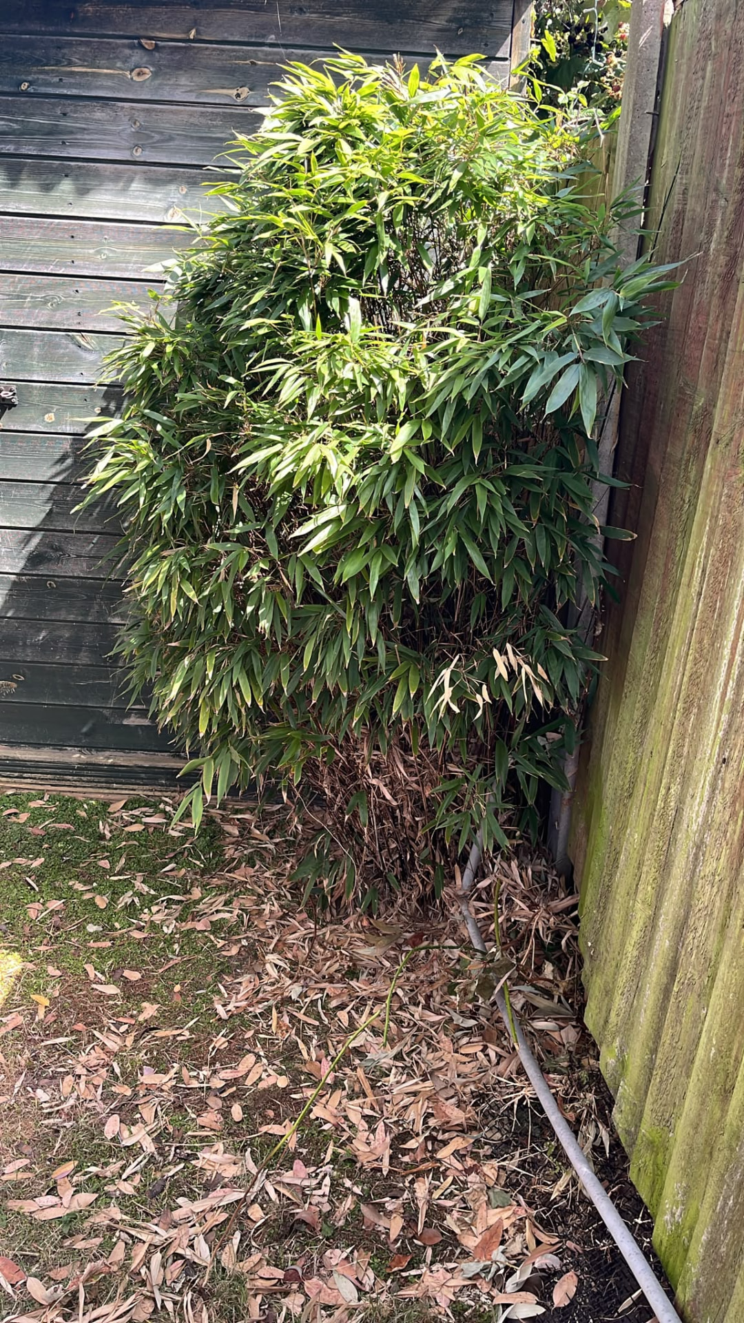 Bamboo clump pushing through a garden fence line