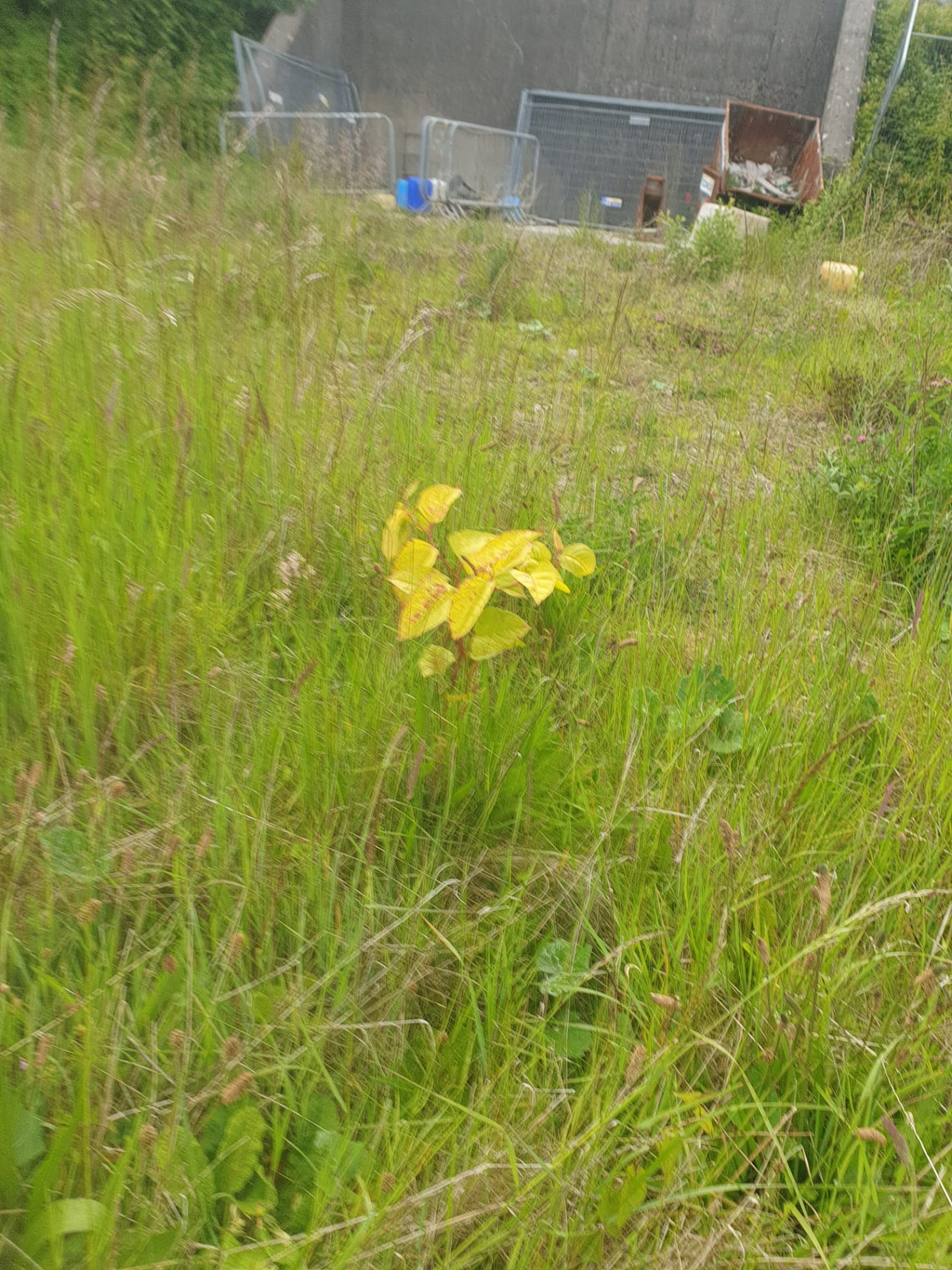 Japanese knotweed regrowth on a treated site