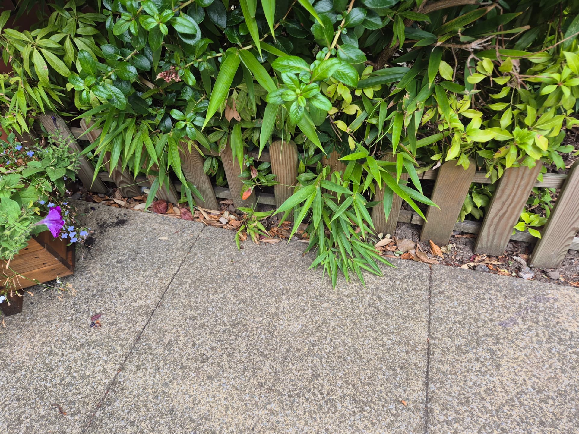 Bamboo encroaching across a domestic patio