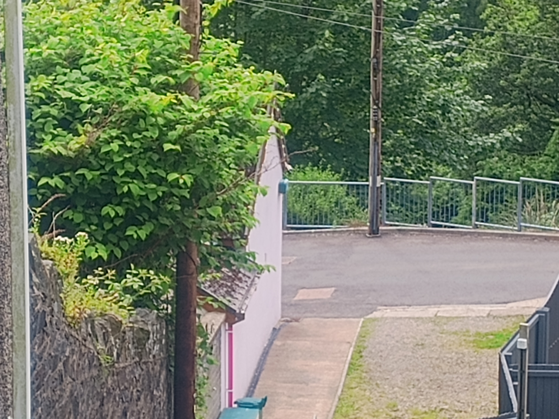 Japanese knotweed encroaching over a boundary wall beside a house