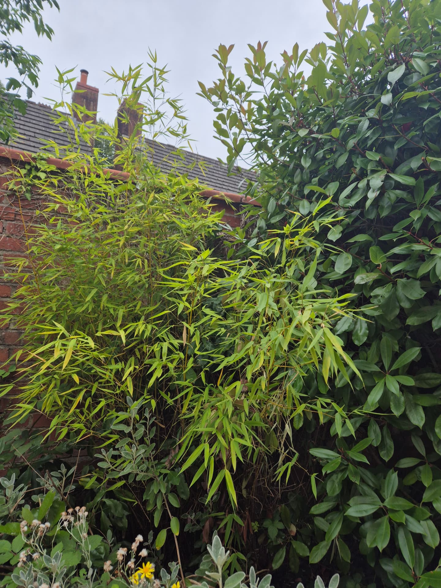 Running bamboo overgrowing a boundary wall