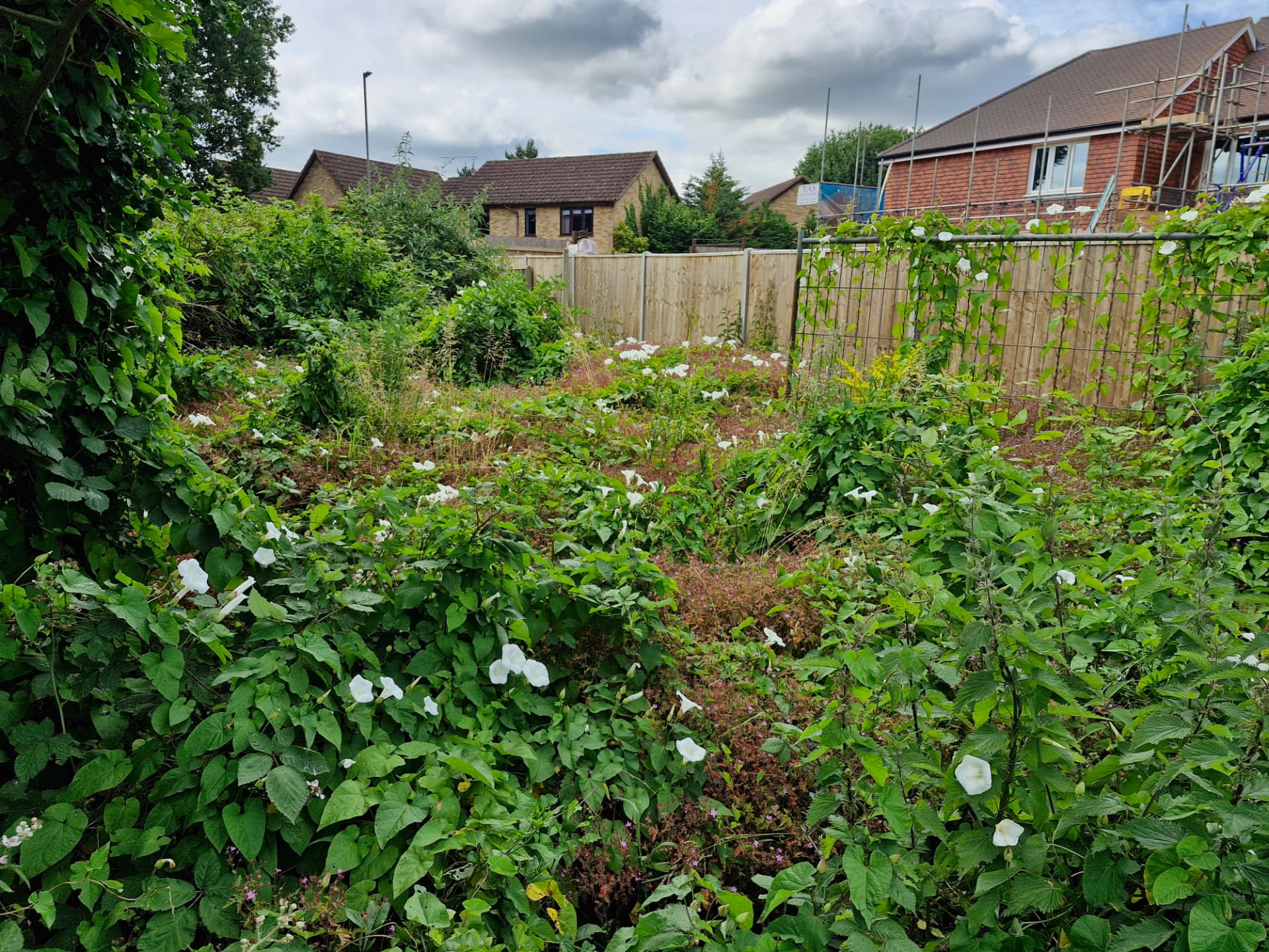 Overgrown plot with bindweed, brambles and nettles