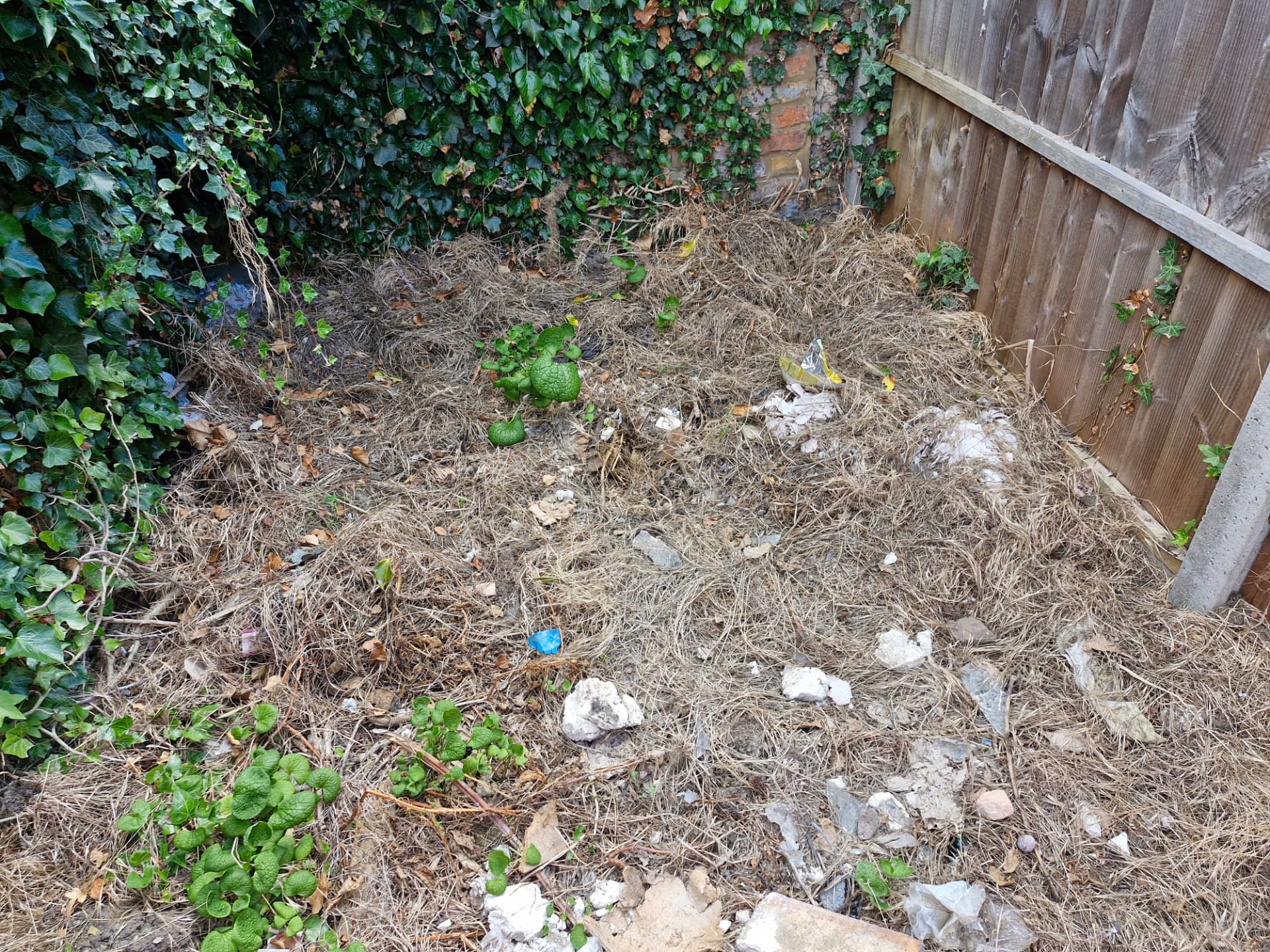 Treated invasive vegetation showing herbicide dieback