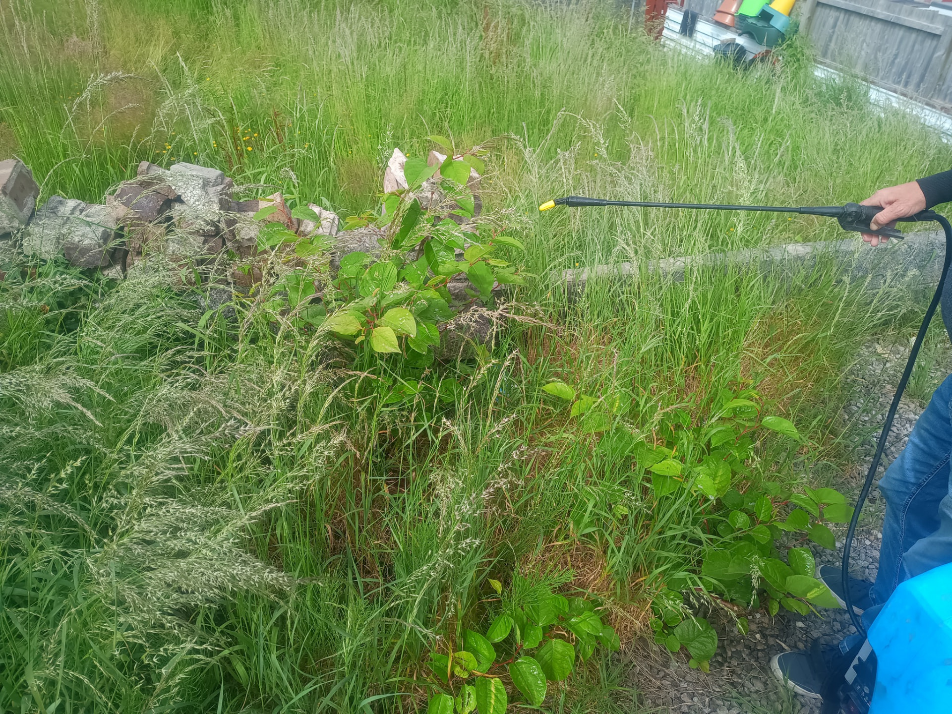 PCA-qualified technician spraying herbicide onto Japanese knotweed regrowth