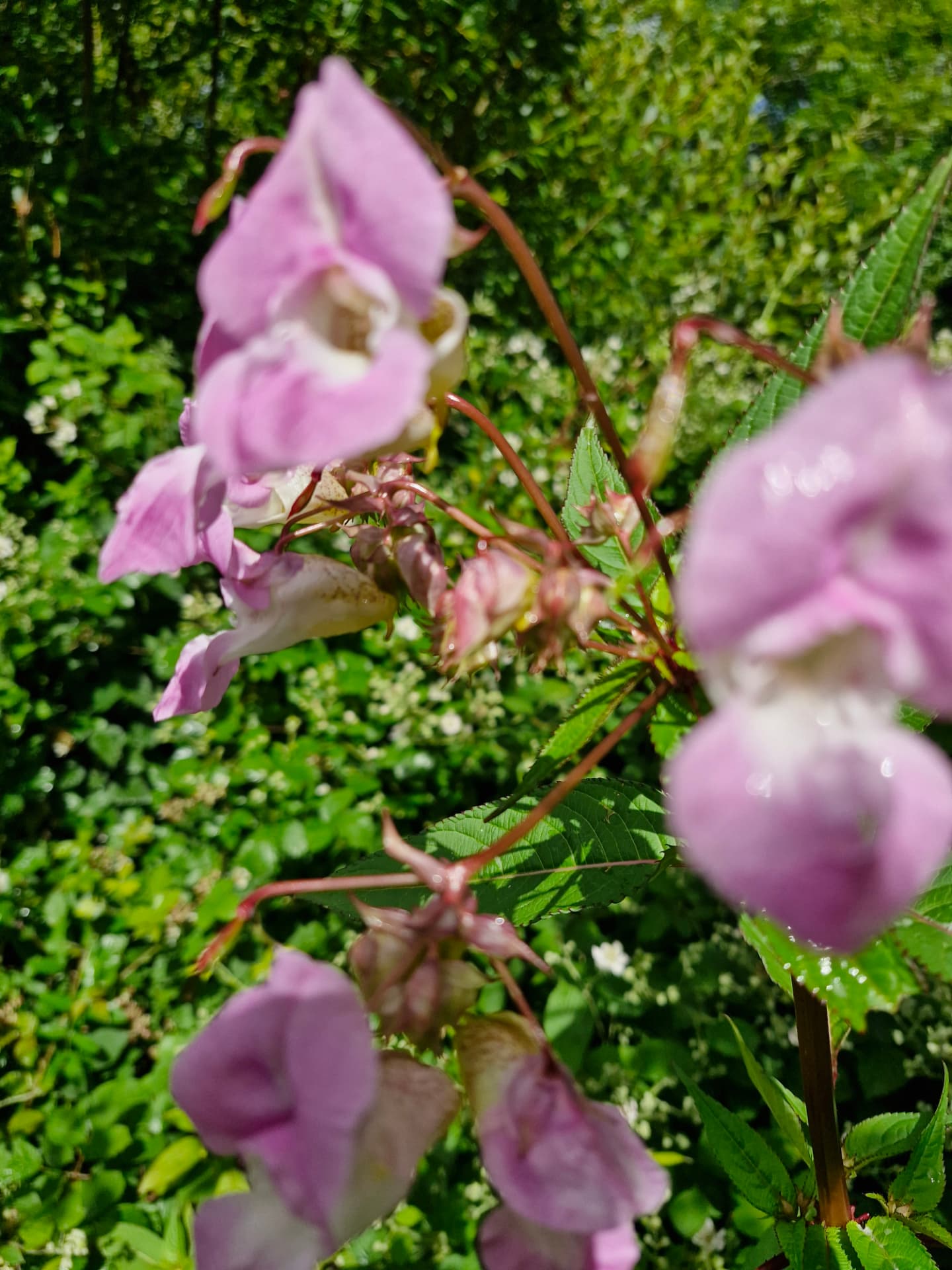 Himalayan balsam reddish hollow stems close up