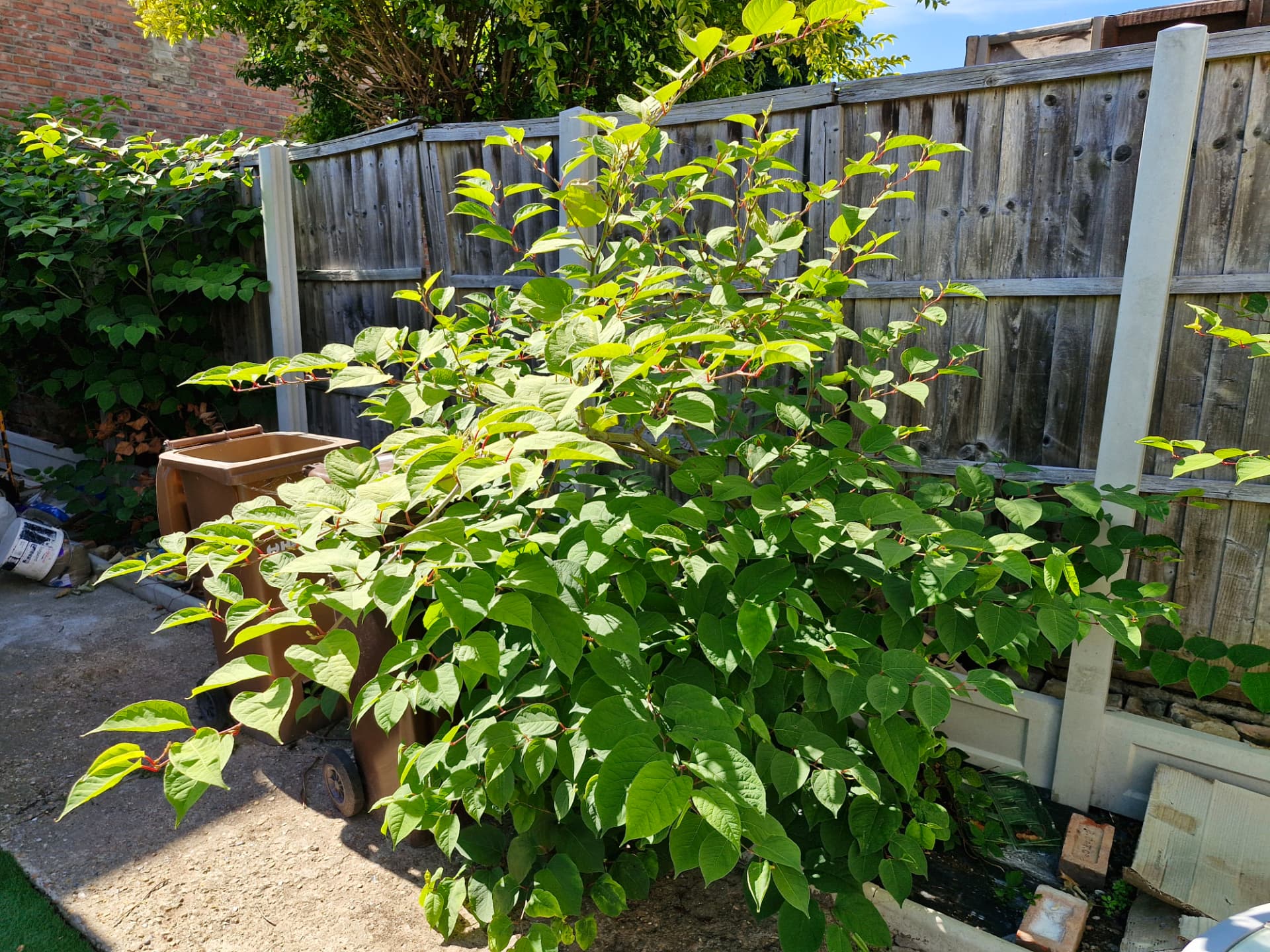 Large Japanese knotweed bush beside wheelie bins on a driveway