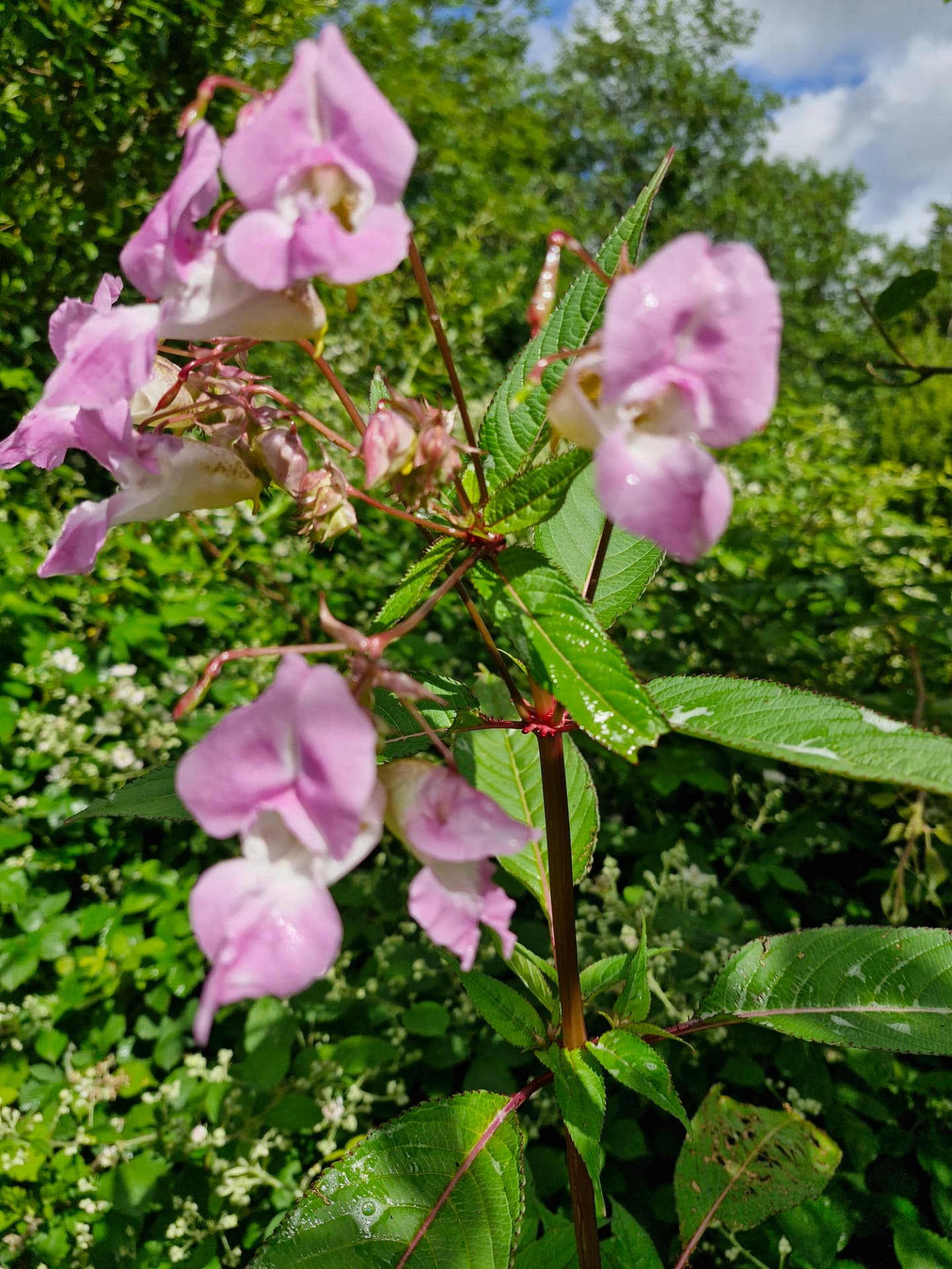 Pink Himalayan balsam flowers in a UK garden