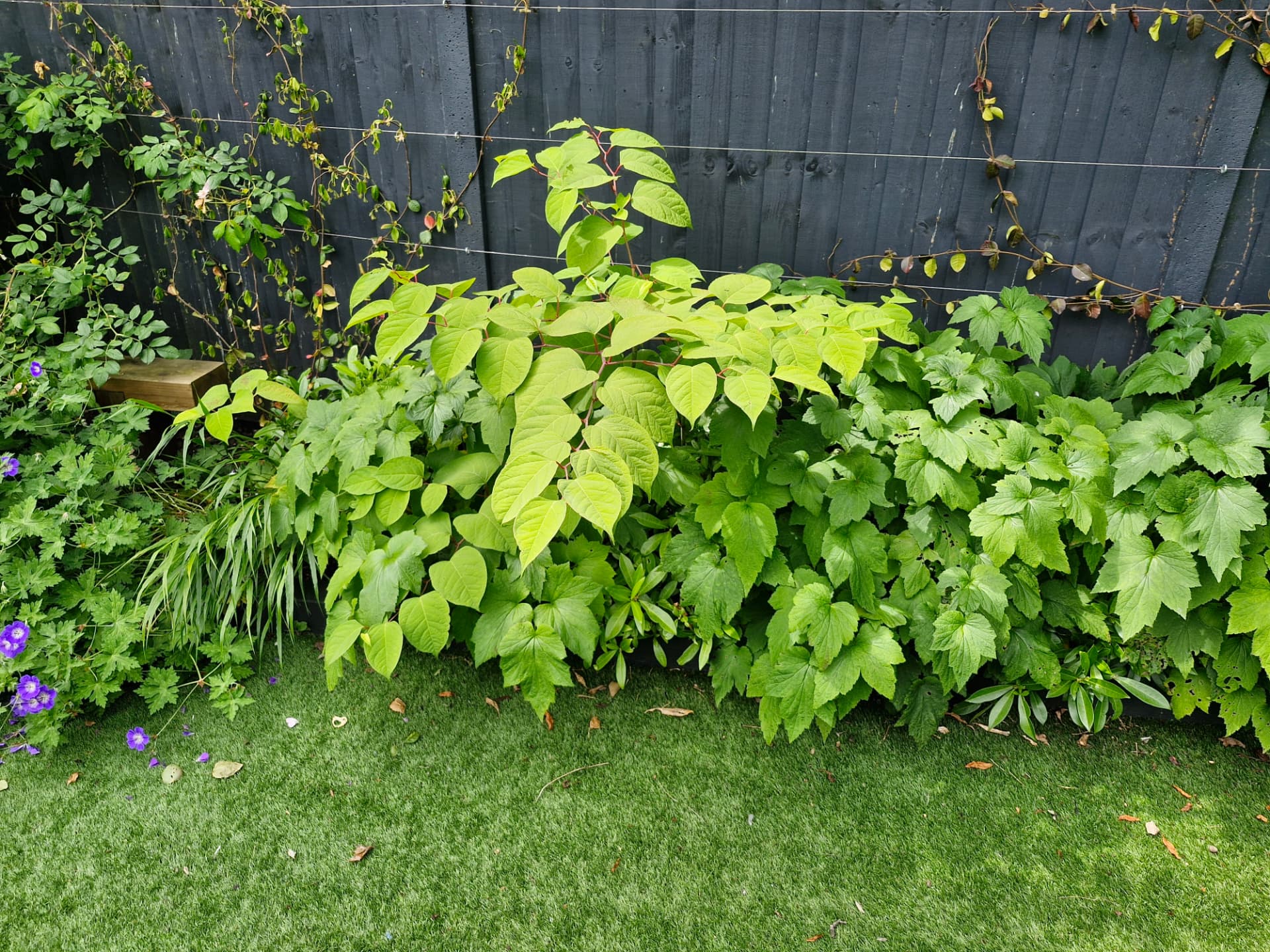 Japanese knotweed growing along a garden border against a dark fence