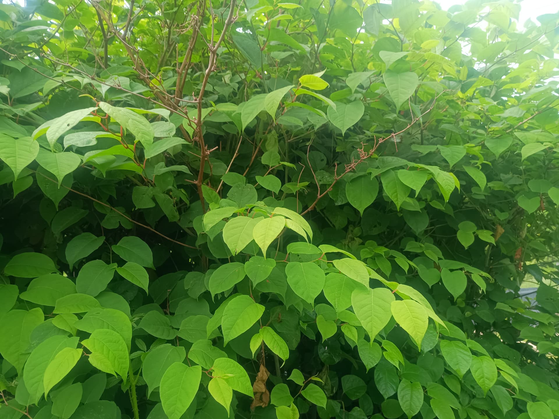 Mature Japanese knotweed stand in full leaf on a UK property boundary