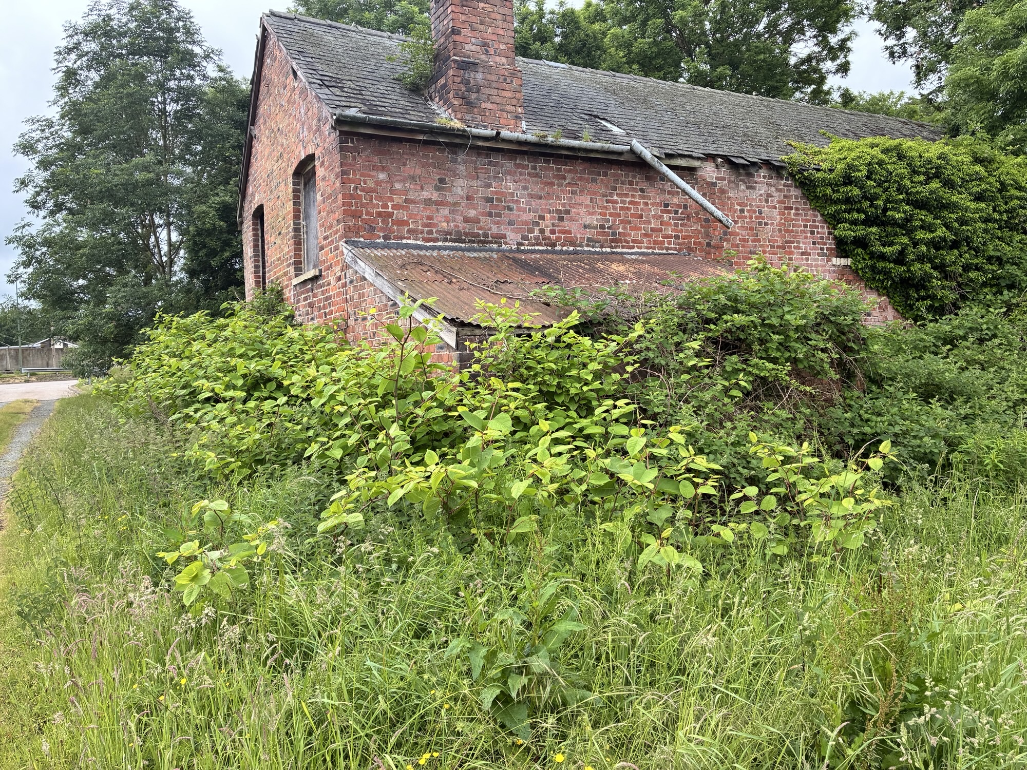 Japanese knotweed engulfing a derelict brick property