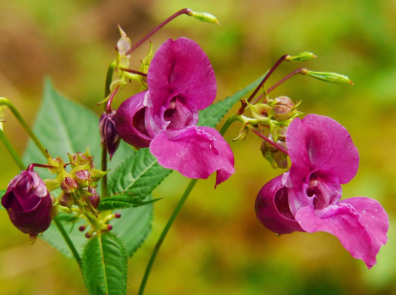 Control must happen before seed pods form — mature pods explode and fling up to 800 seeds around 7 metres. Close-up of a single Himalayan Balsam flower showing its hooded slipper shape