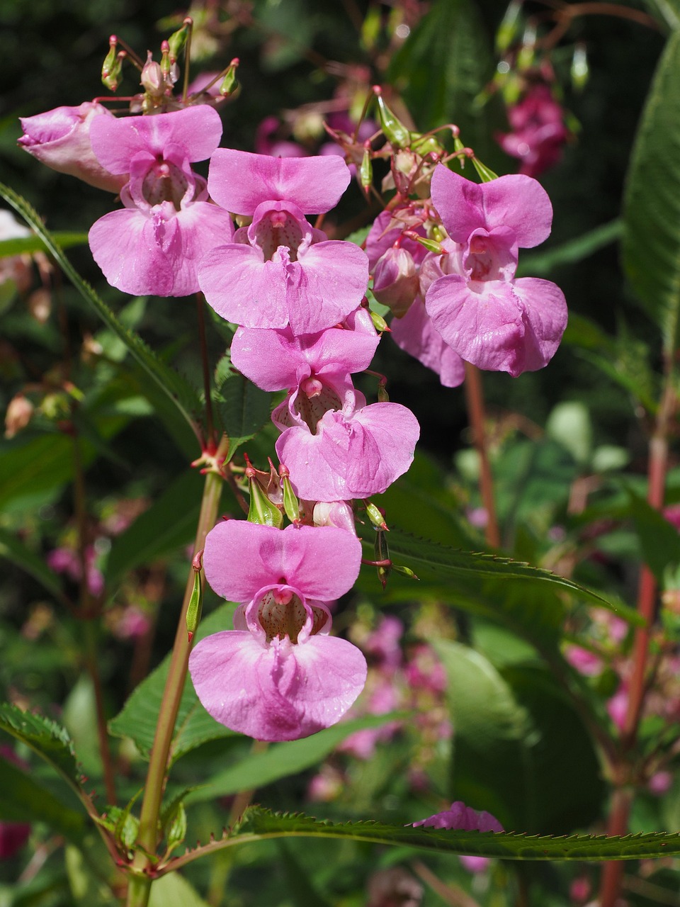 Slipper-shaped pink-purple flowers on hollow reddish stems, June to October — the fastest way to confirm Himalayan Balsam. Pink slipper-shaped Himalayan Balsam flowers on tall reddish hollow stems