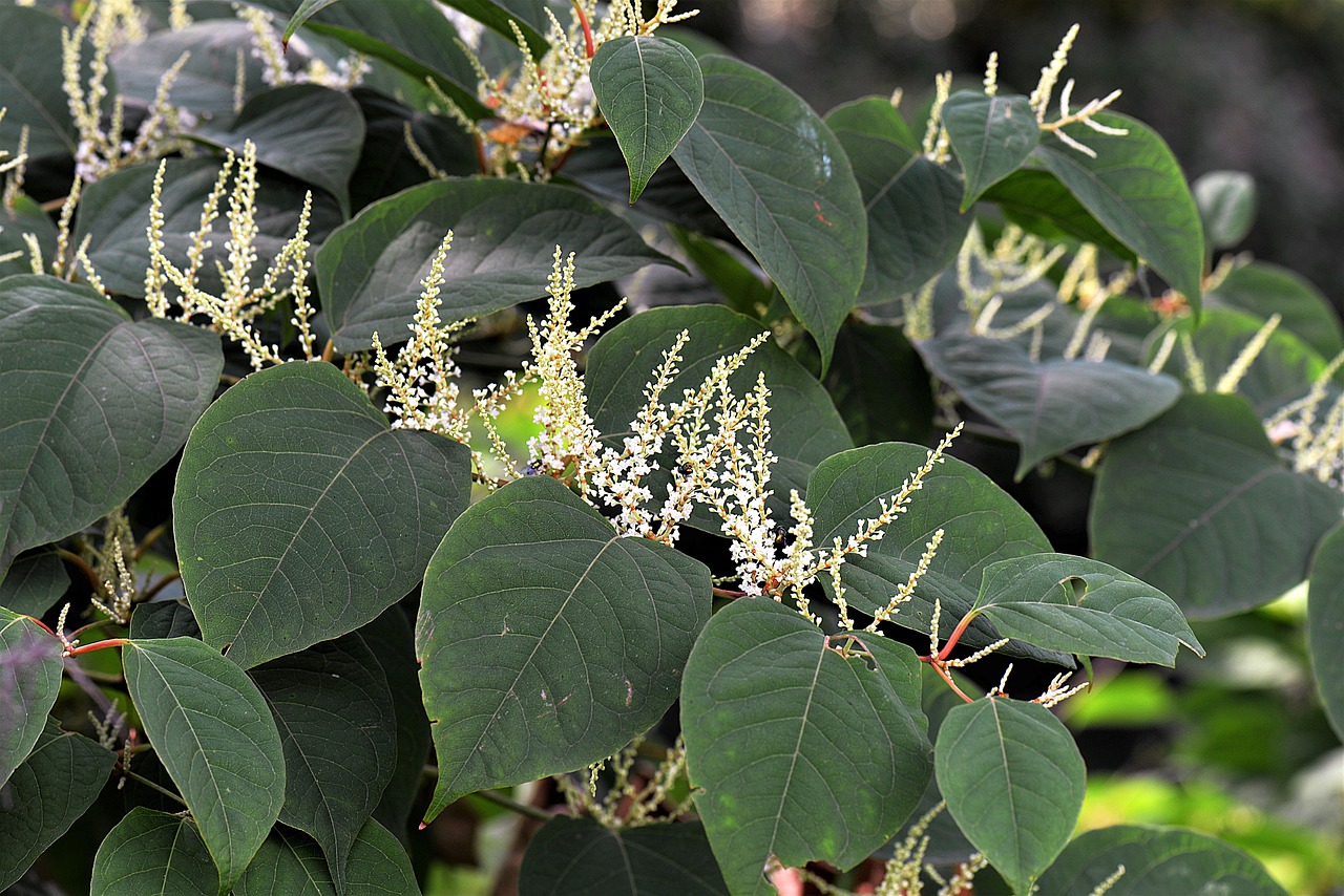 Japanese Knotweed identification photograph
