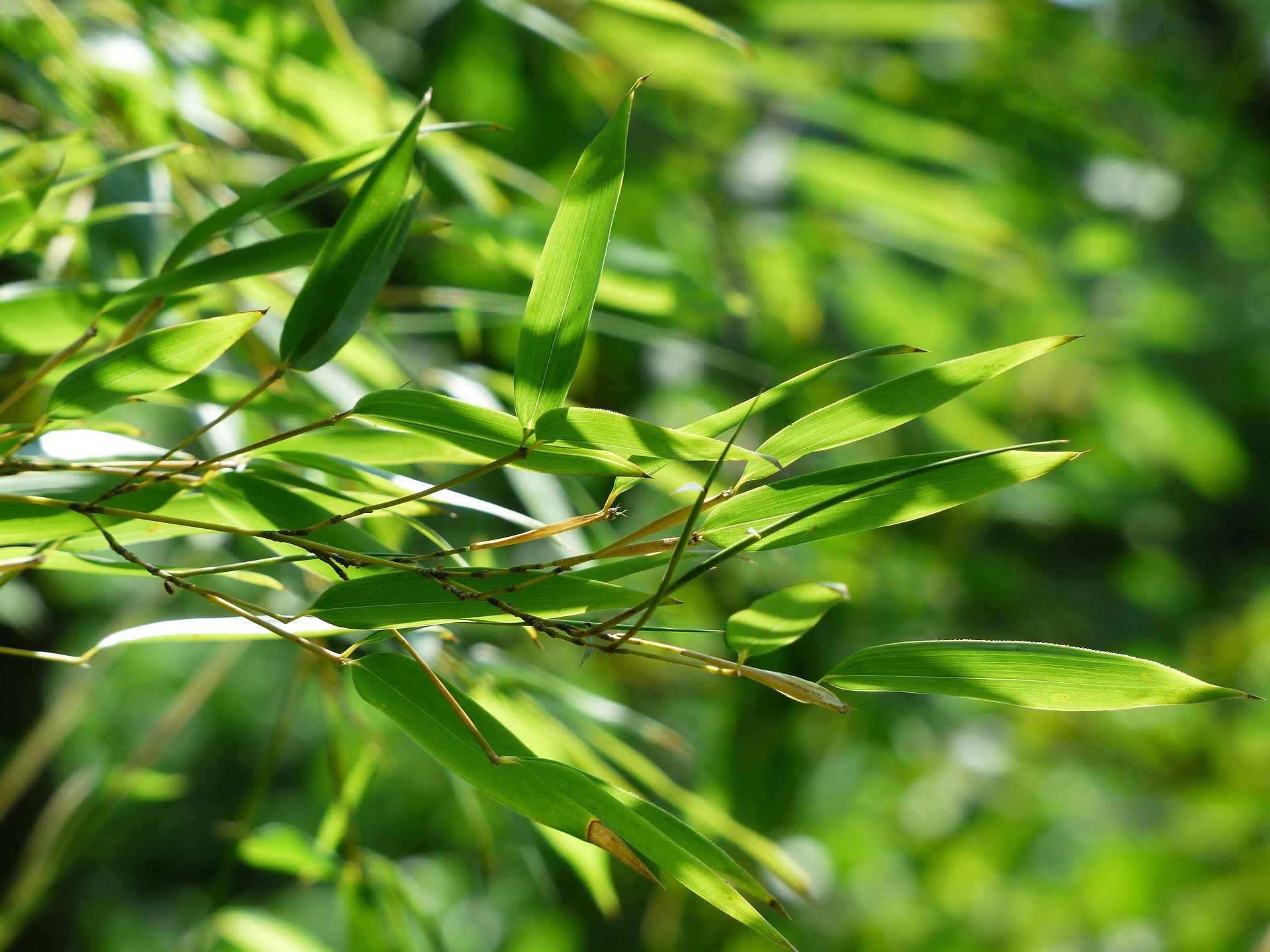 Bamboo identification photograph