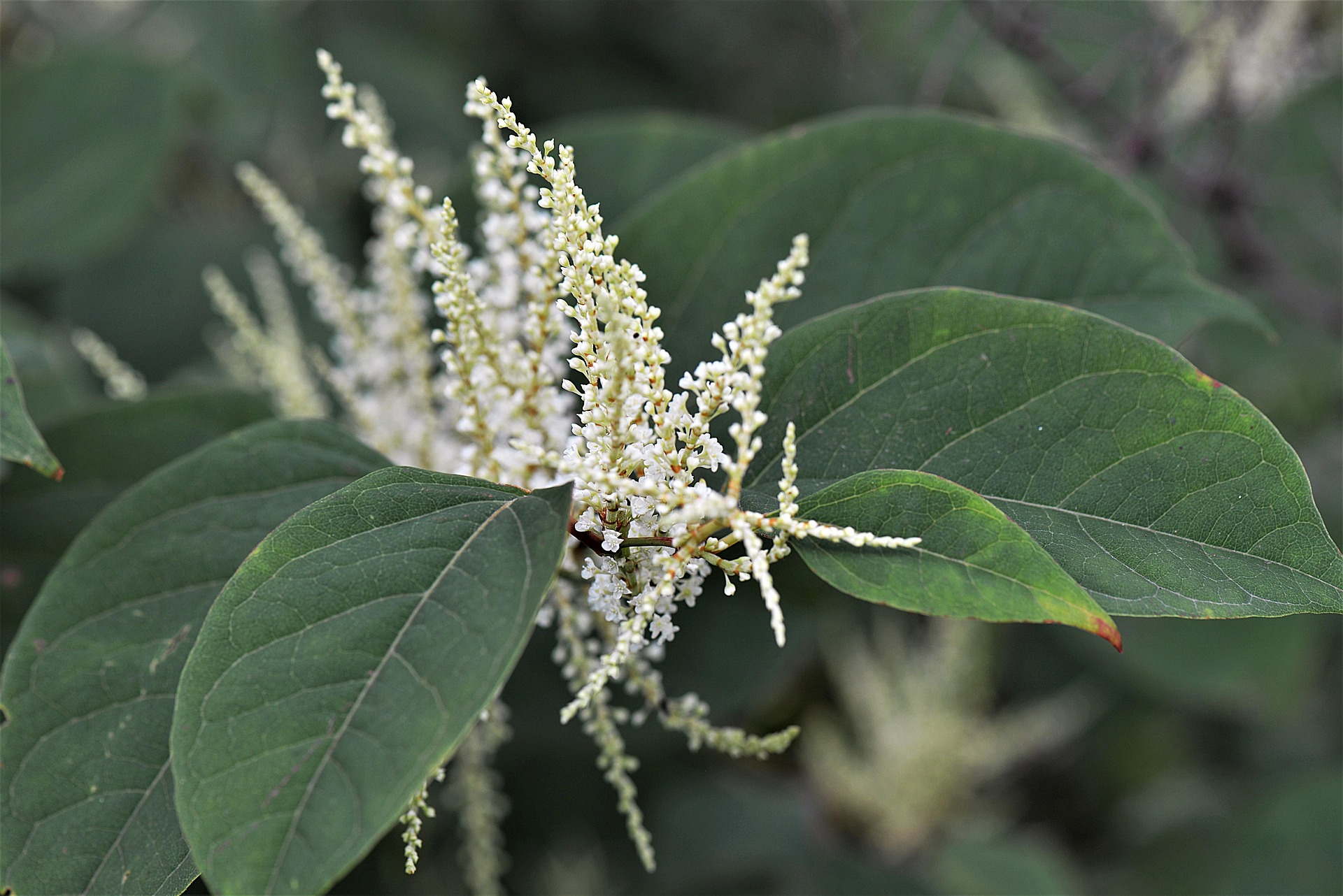 Creamy-white flower panicles appear August to September — the clearest identification window of the year. Creamy-white Japanese Knotweed flower spikes among heart-shaped green leaves